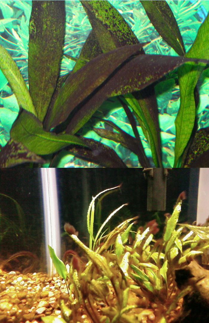 What is the brown algae in a fish tank?
